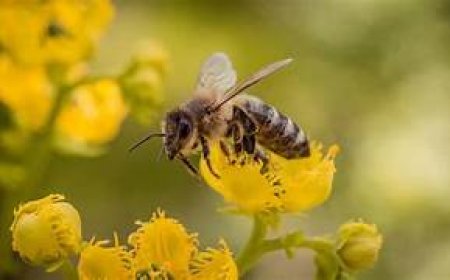 मधुमक्खी पालन के लिए 90 दिनों का निःशुल्क प्रशिक्षण देगी सरकार