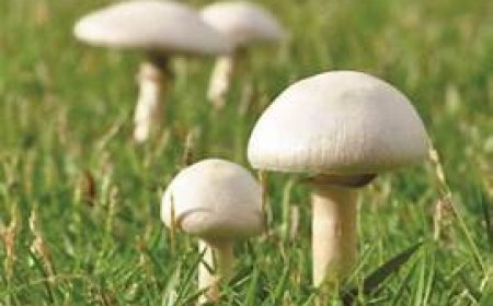 मशरूम की खेती कर आत्मनिर्भर हो रहे किसान