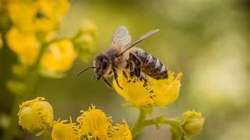 मधुमक्खी पालन के लिए 90 दिनों का निःशुल्क प्रशिक्षण देगी सरकार