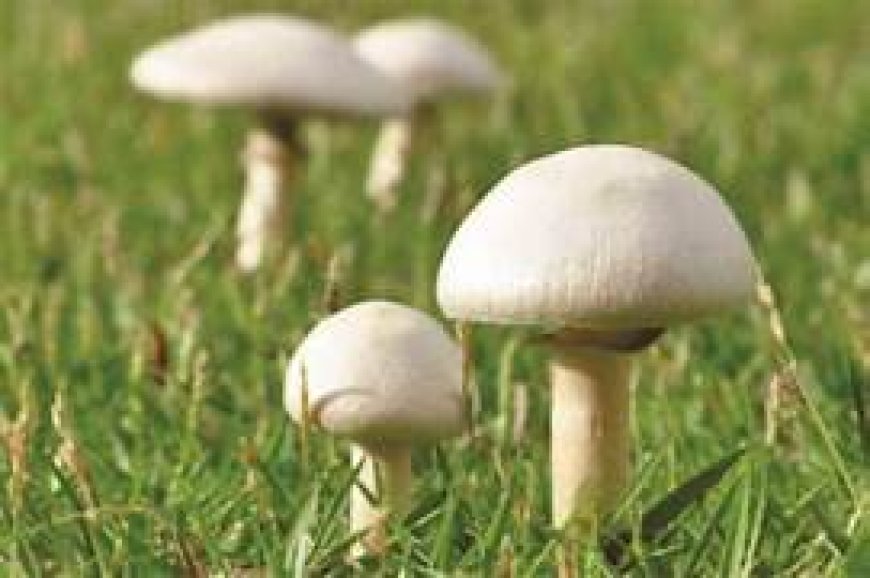 मशरूम की खेती कर आत्मनिर्भर हो रहे किसान