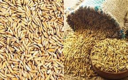 धान, बाजरा, ज्वार क्रय हेतु खरीद नियंत्रण कक्ष स्थापित, कर्मचारियों की लगायी गयी ड्यूटी